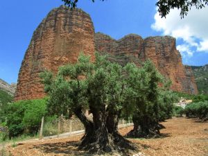 Olivenbaum - Mallos de Riglos - spanische Pyrenäen